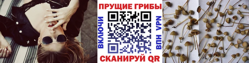 Псилоцибиновые грибы Psilocybe  Канск 